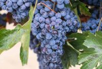 Zinfandel: Elevate Your Wine from Everyday to Legendary