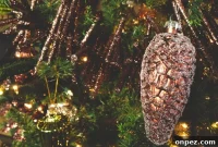 How to Choose the Perfect Christmas Tree