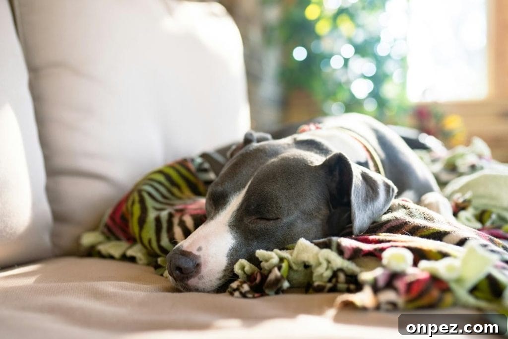 Parenting with Pets: Practical Tips for Busy Families 4 dog resting on sofa with a blanket