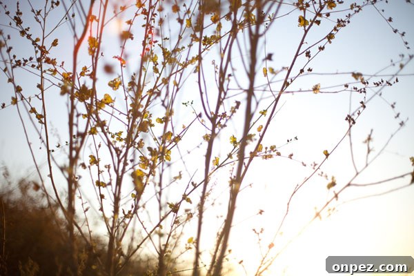 cleanse, restore, mindful, recover, reboot, detox Healthful, Mindful, 2012 ... Part 1 clean eating cleanse detox healthy mindfulness 