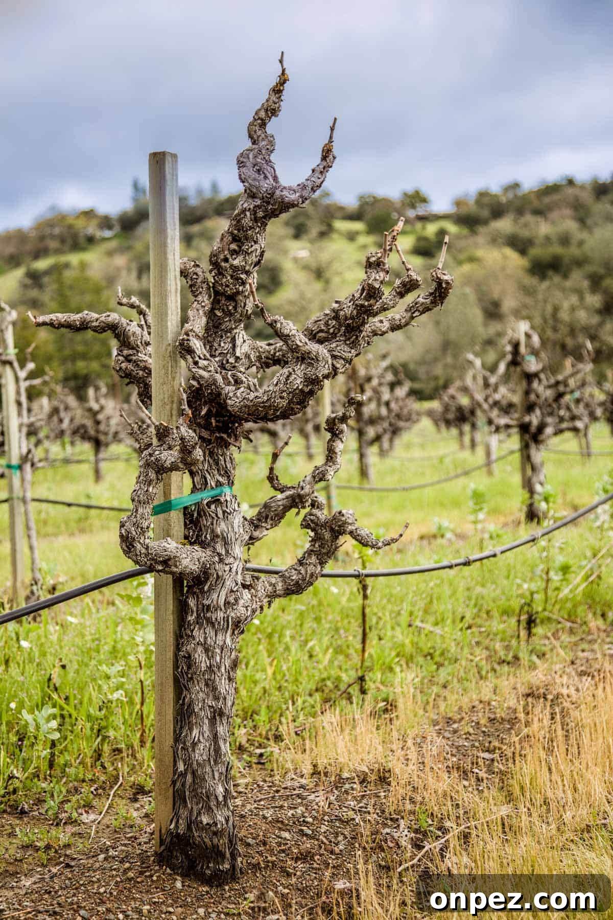 Old knarly zinfandel vines in a vineyard
