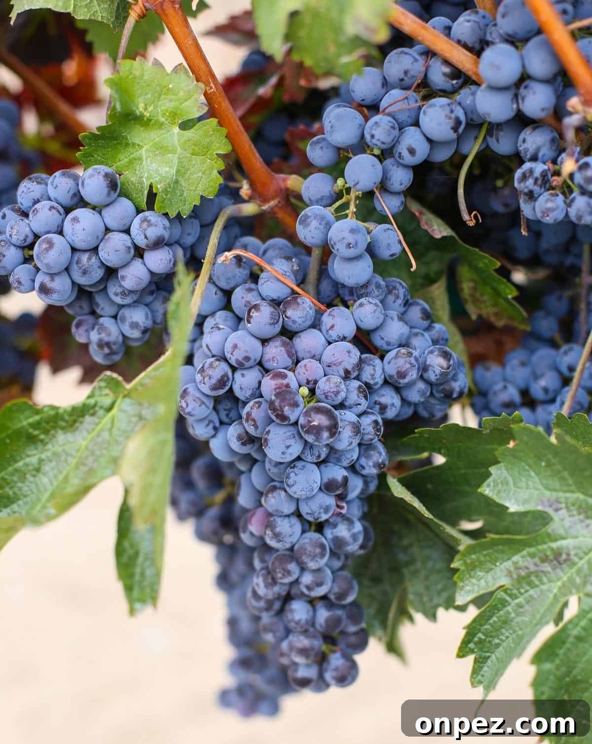 Fully ripe wine grapes hanging on a vine