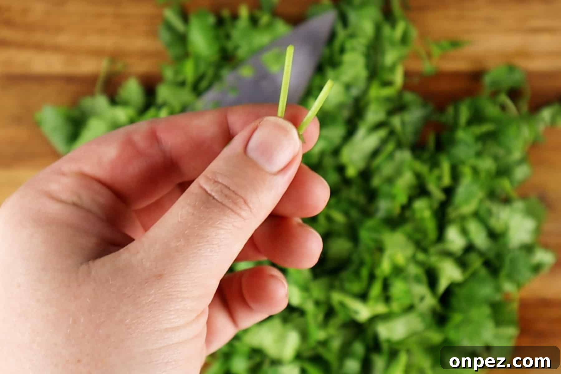 How to Chop Cilantro and Keep It Fresh 9 removing stems from cilantro cuttings